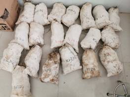 土壤樣品采集開(kāi)始啦 安國(guó)中藥材（中國(guó)藥典品種）質(zhì)量可追溯項(xiàng)目（ 2020 ）